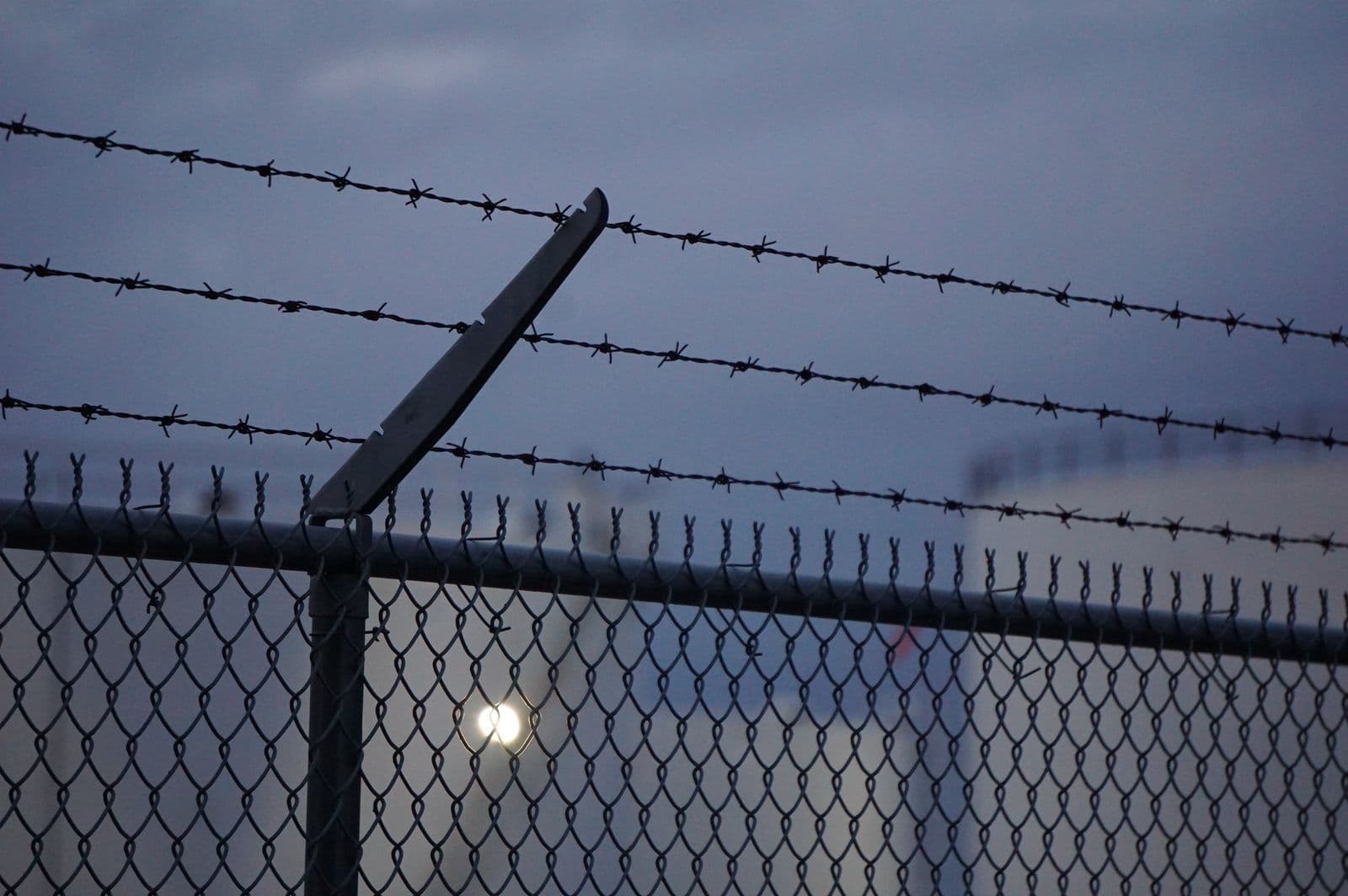 It climbed the fence